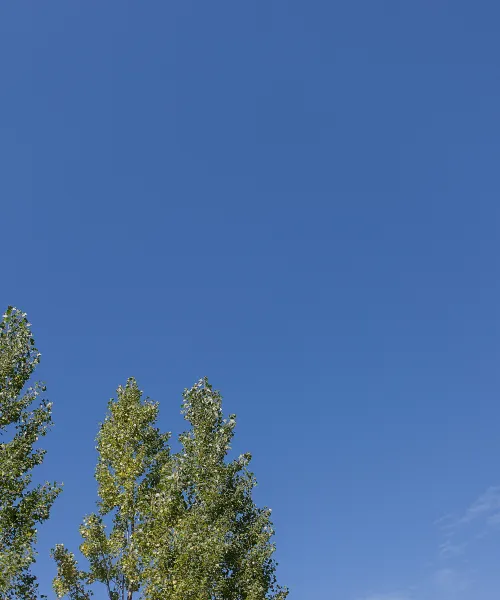 Trees in front of a blue sky