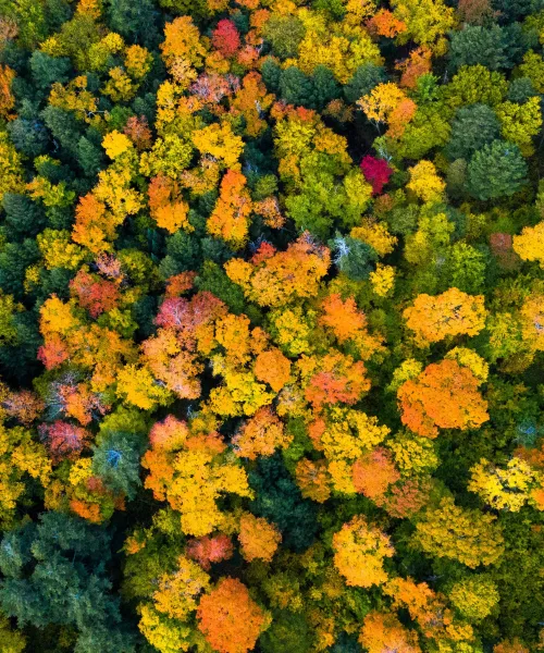 Aerial photo of fall leavess