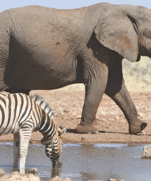 Elephant and zebra in Namibia