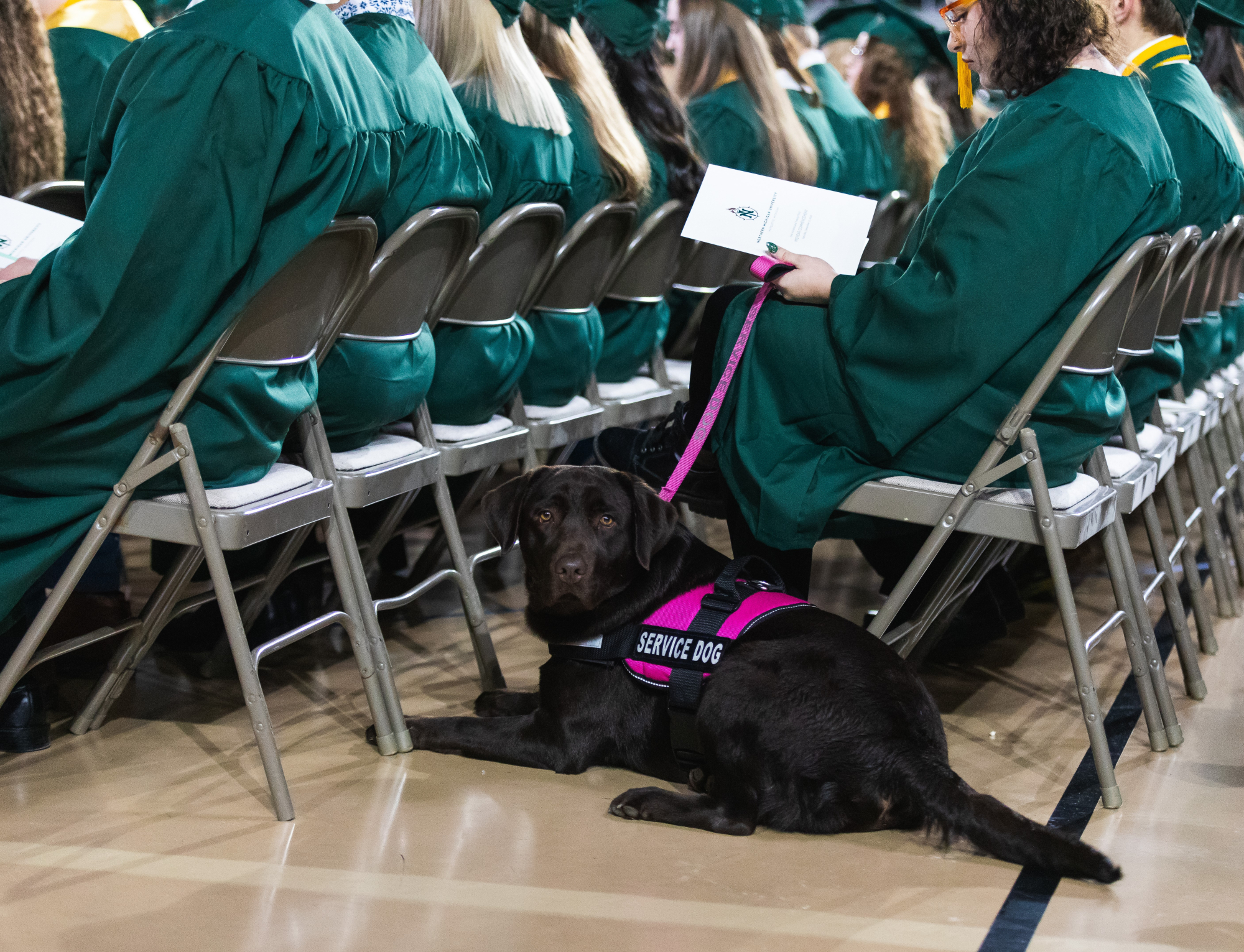 Service Dog during Commencement