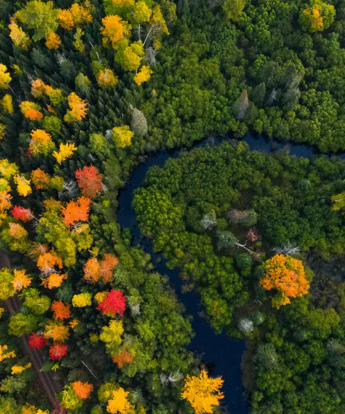 Aerial shot of fall leaves and a river